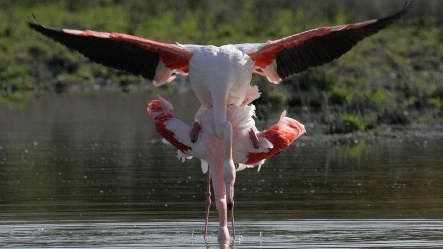 Dos flamencos de Fuente de Piedra, en pleno cortejo.