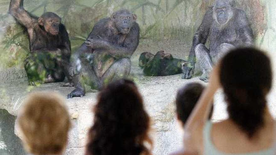 Cierre Del Vivero Del Mono Arriba. Monos Exóticos En El Zoológico