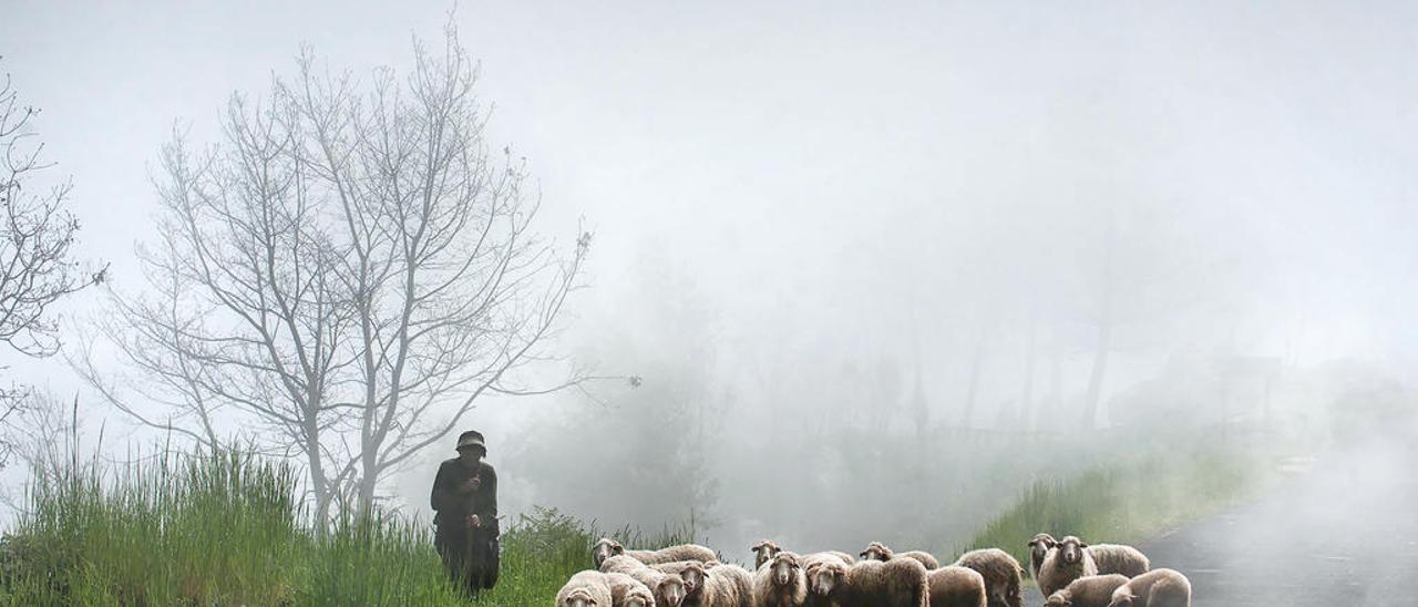 Un pastor con su rebaño de ovejas en Muiños, una de las zonas despobladas de Galicia.  Brais Lorenzo