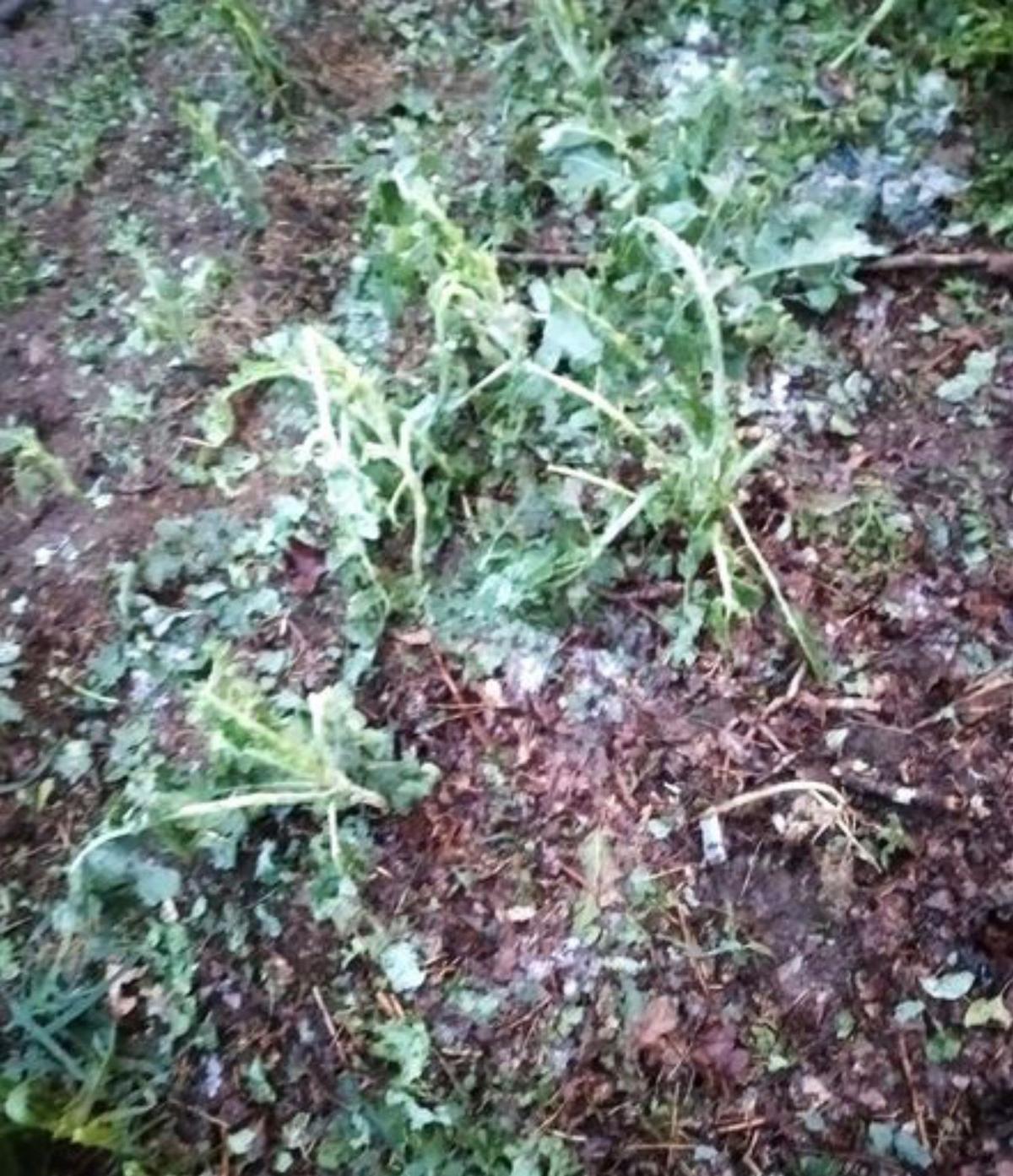 La tormenta destroza plantaciones de huerta para autoconsumo e inunda bajos de viviendas