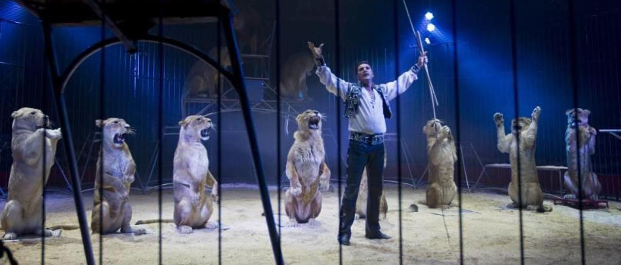 Cullera prohíbe los circos y las ferias que ofrezcan espectáculos con animales