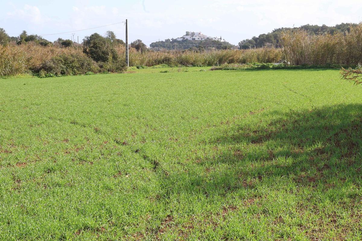 Los agricultores de Ibiza vuelven a sembrar cereal y forraje Los agricultores de Ibiza vuelven a sembrar cereal y forraje