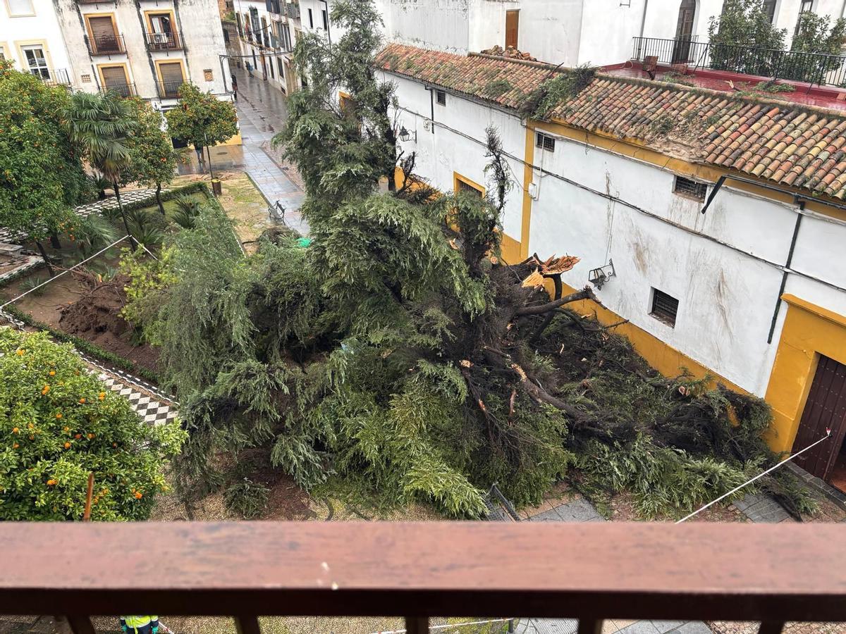 Arboles caídos  en la plaza Cardenal Toledo.
