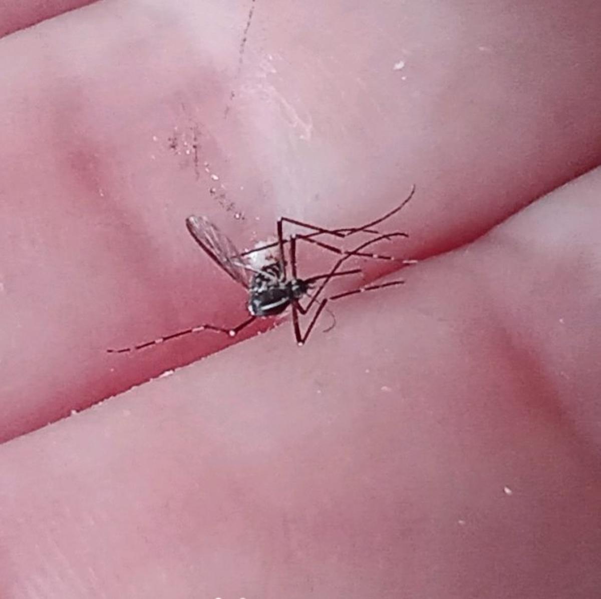 El que fue notificado en la parroquia de Meira. | MOSQUITO ALERT