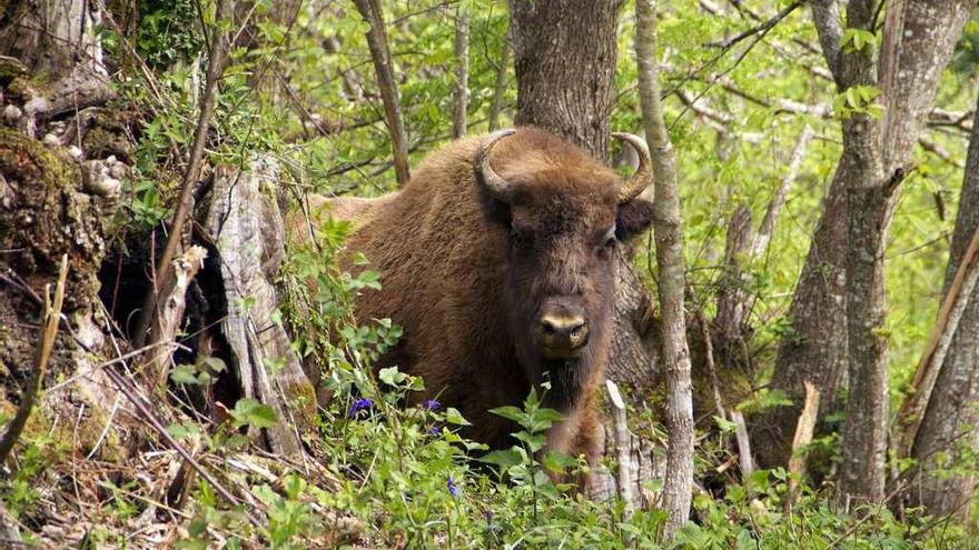 Un ejemplar de bisonte europeo.