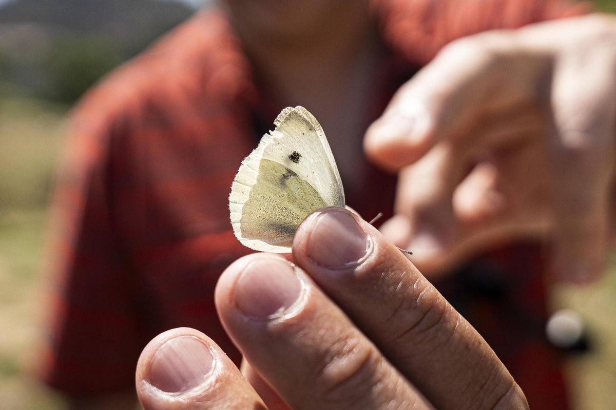 Las mariposas tratan de resistir en entornos metropolitanos degradados