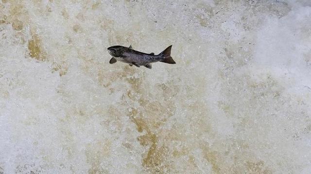 Un salmón remontando un río.