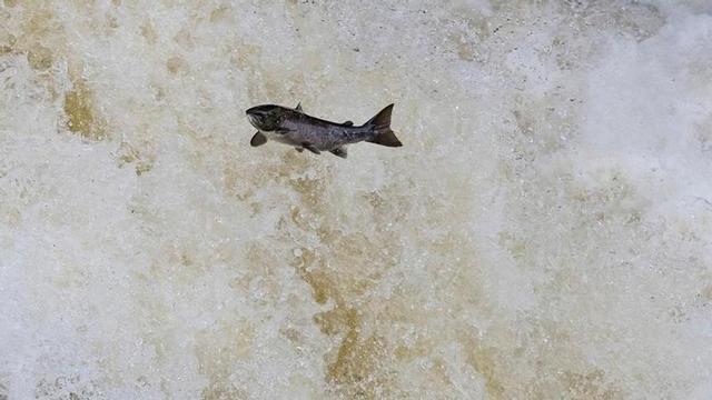 Un salmón remontando un río.