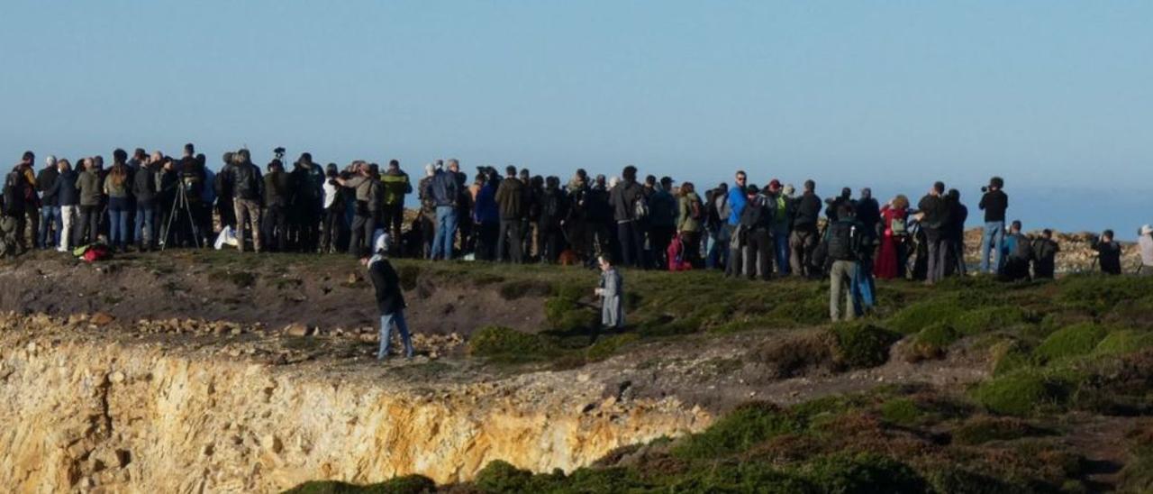 Cientos de personas ante el búho nival avistado en el Cabo Peñas. | J.C.V.