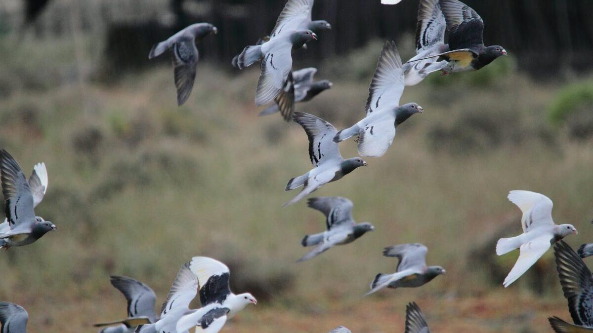 Operación rescate para miles de palomas mensajeras perdidas en España