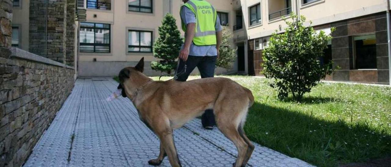 Uno de los perros antidroga que participó ayer en el operativo de Lalín. // Bernabé/Luismy