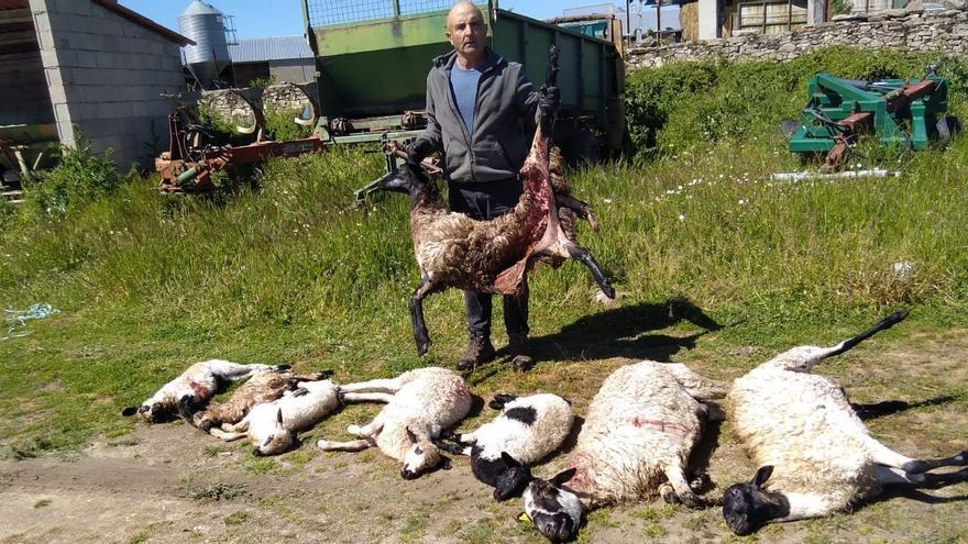 Más ovejas muertas en Sayago: &quot;El lobo o nosotros&quot;