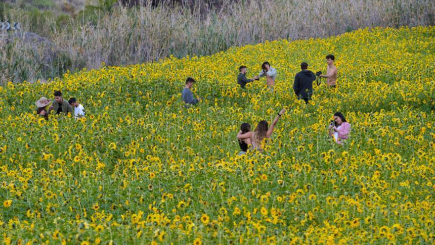 Los girasoles del valle sagrado - La Provincia