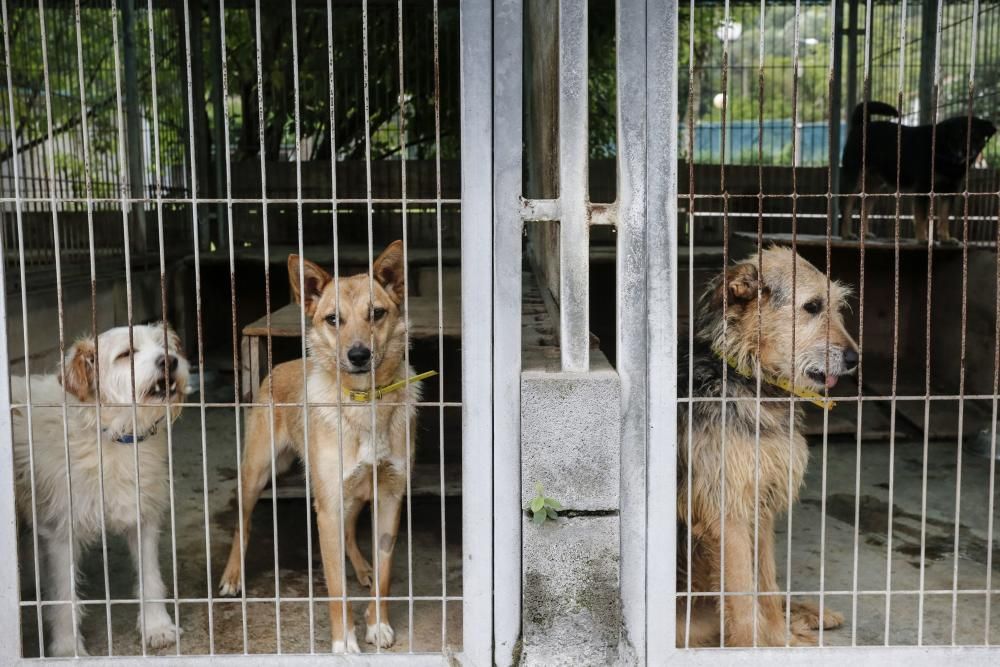 El abandono de perros se dispara por el verano