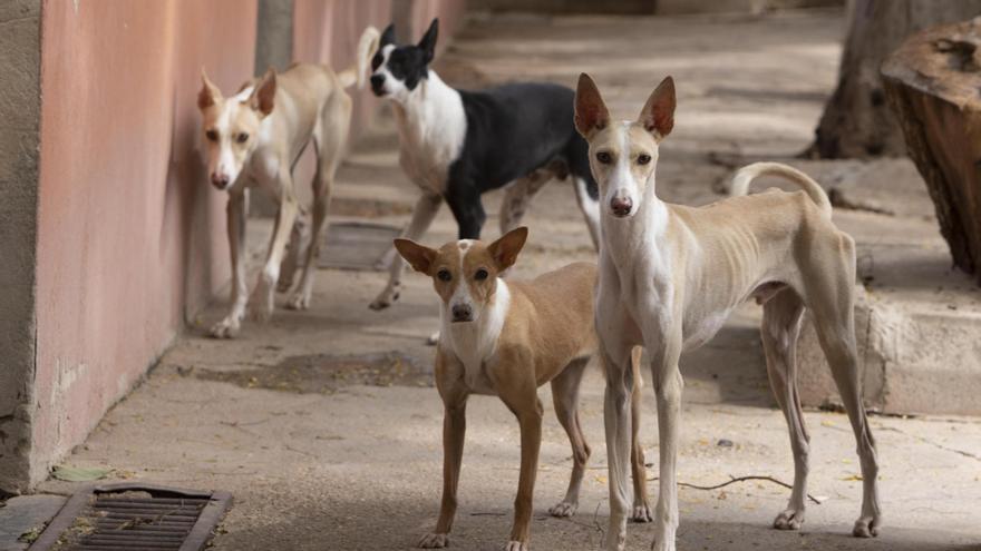 La protectora de Xàtiva tramita 653 adopciones en cuatro años