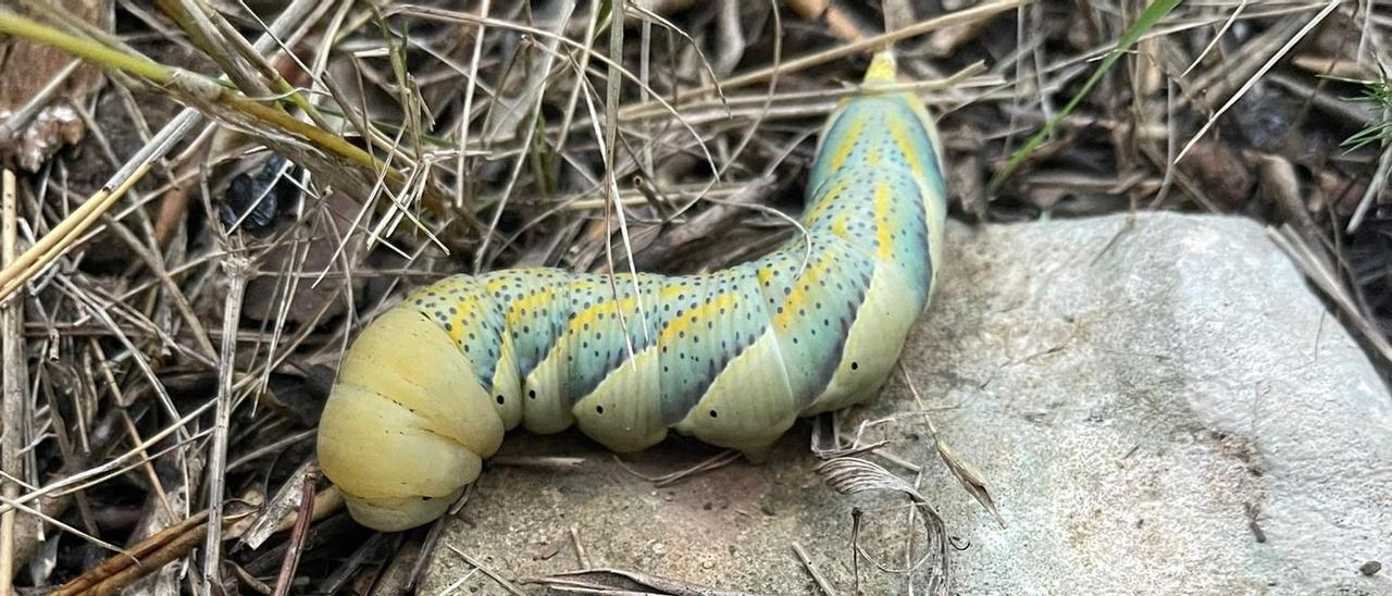 Imagen de la larva de mariposa de la muerte localizada en Bellver