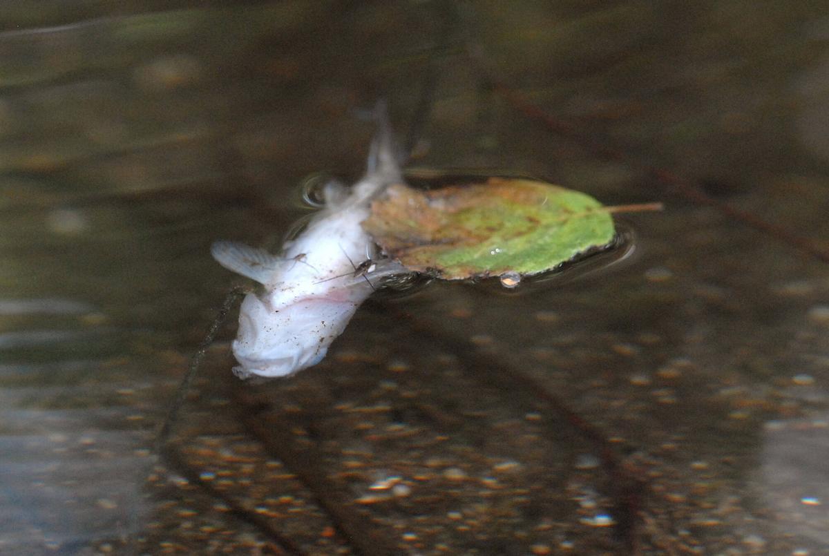 Trucha muerta en el río.