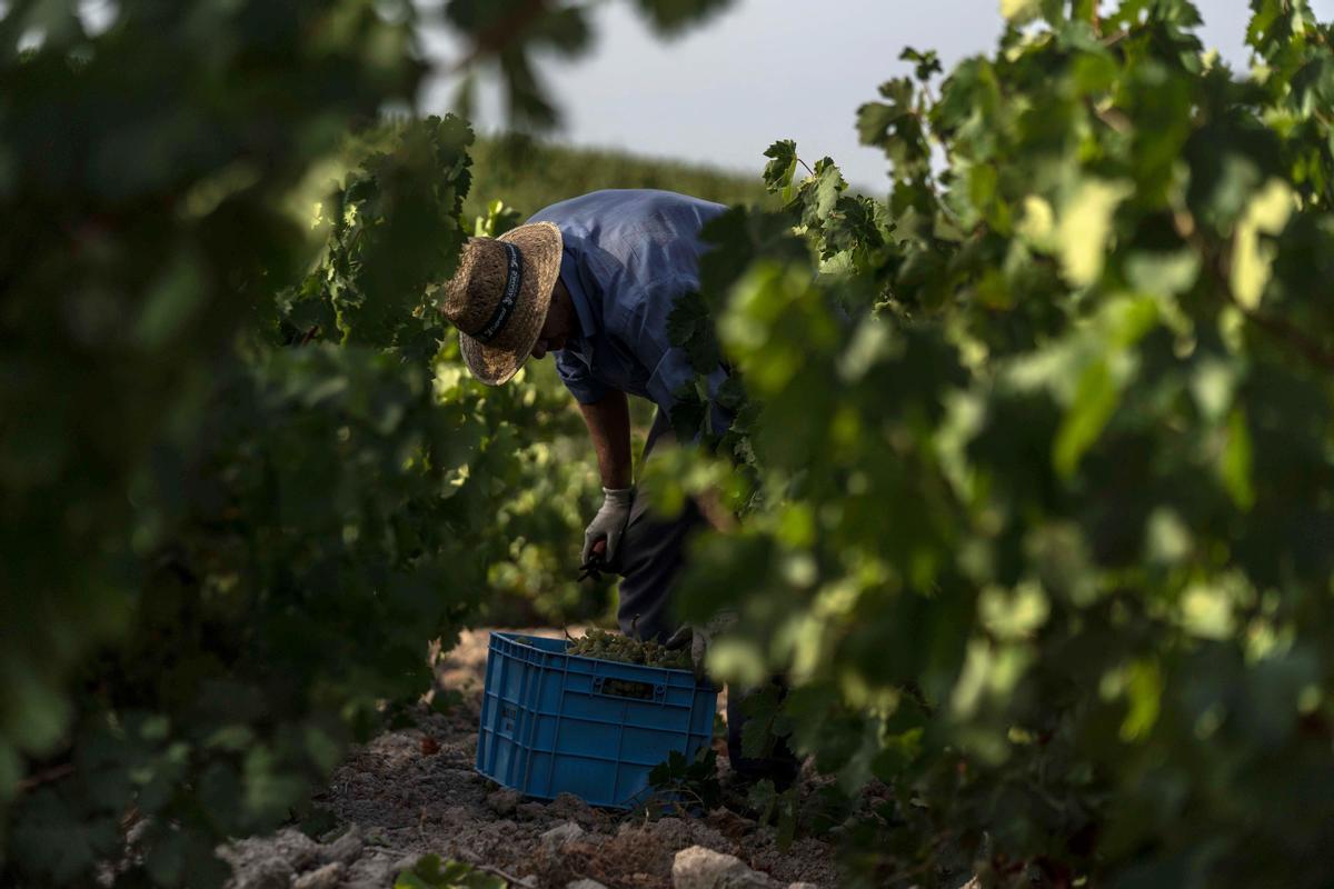 Quan el vi de l’Empordà es converteix en la vostra crema hidratant