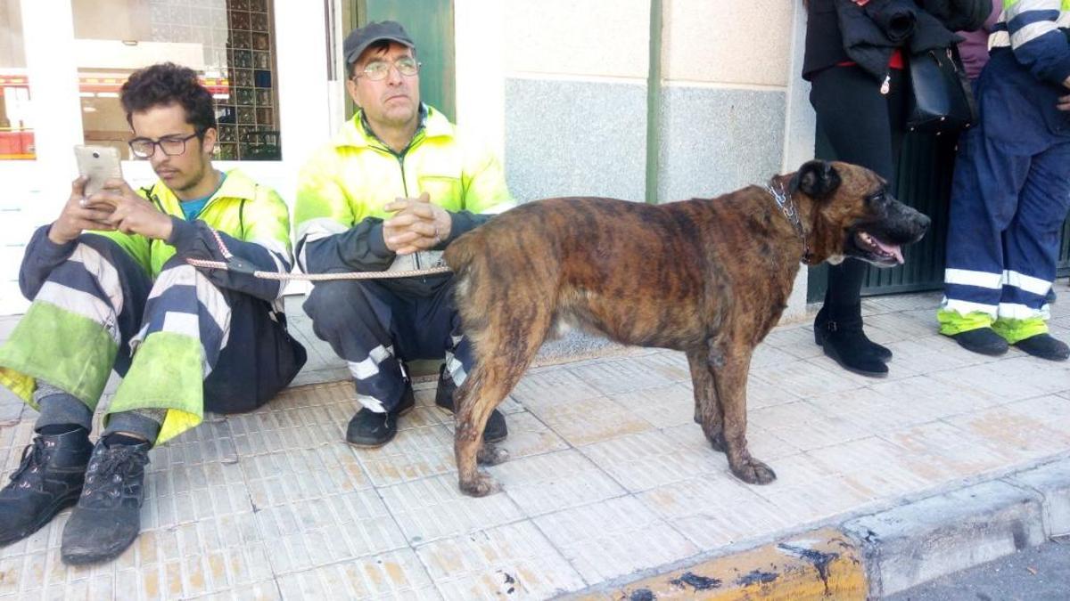 La historia de Tyson: el perro que también se salvó de las llamas en Elche
