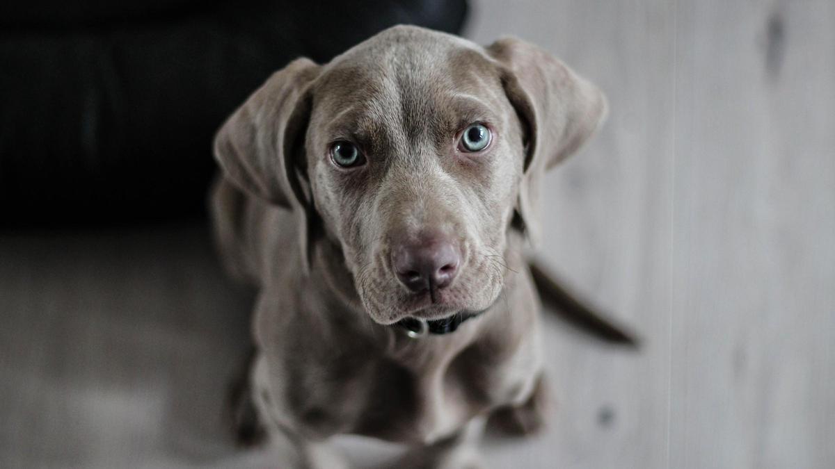 Un año natural no equivale a siete de un perro.