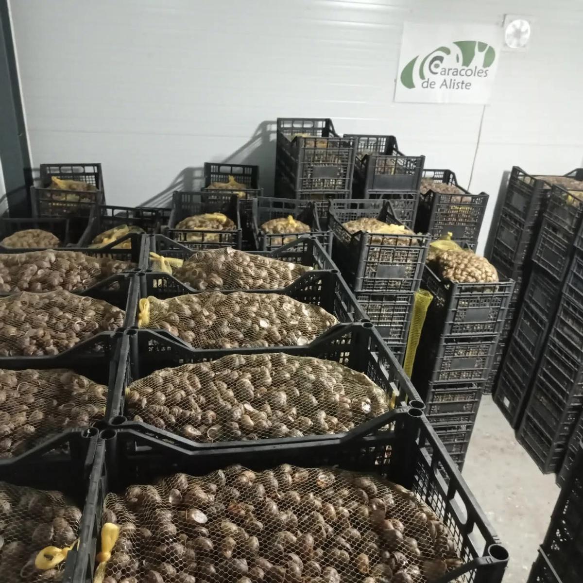 GALERÍA | Los caracoles son el nuevo manjar de Aliste