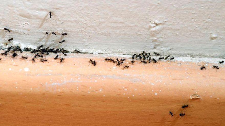 El truco casero de moda para acabar con las hormigas en casa: &quot;Es muy efectivo&quot;