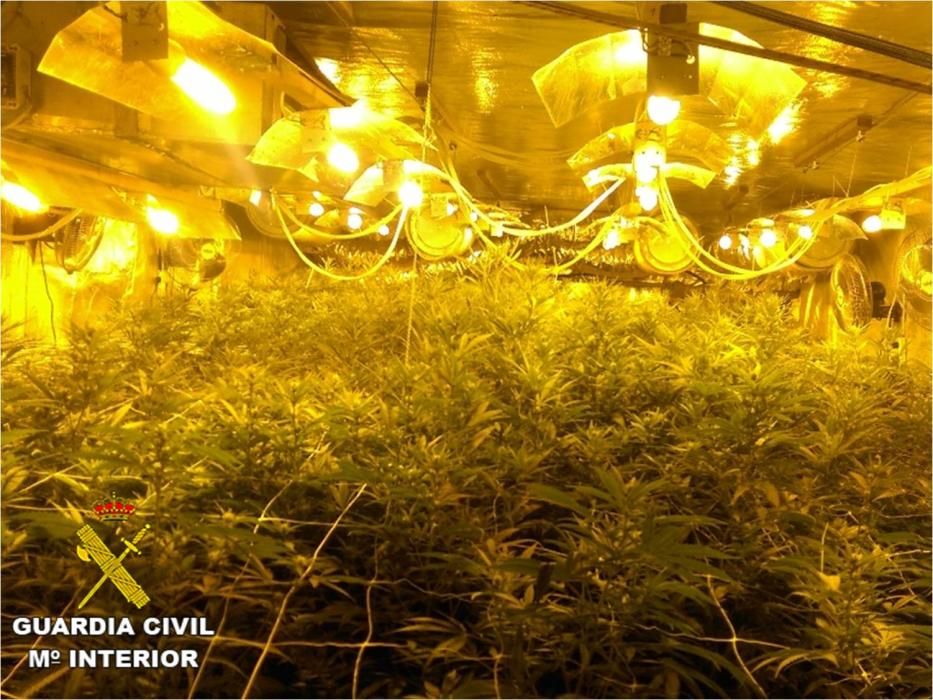 Plantación de 850 plantas de marihuana incautada en Calp