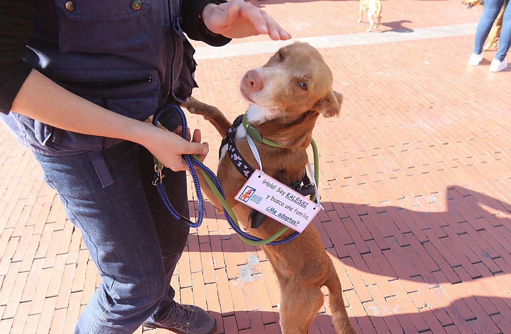 Decenas de malagueños acudieron ayer a la plaza de la Marina de la capital para protestar por los malos tratos que reciben los perros de caza.
