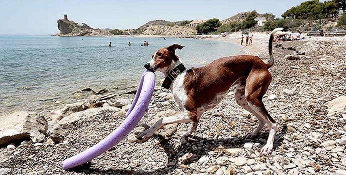 Los mejores lugares donde ir con tu perro en la provincia de Alicante