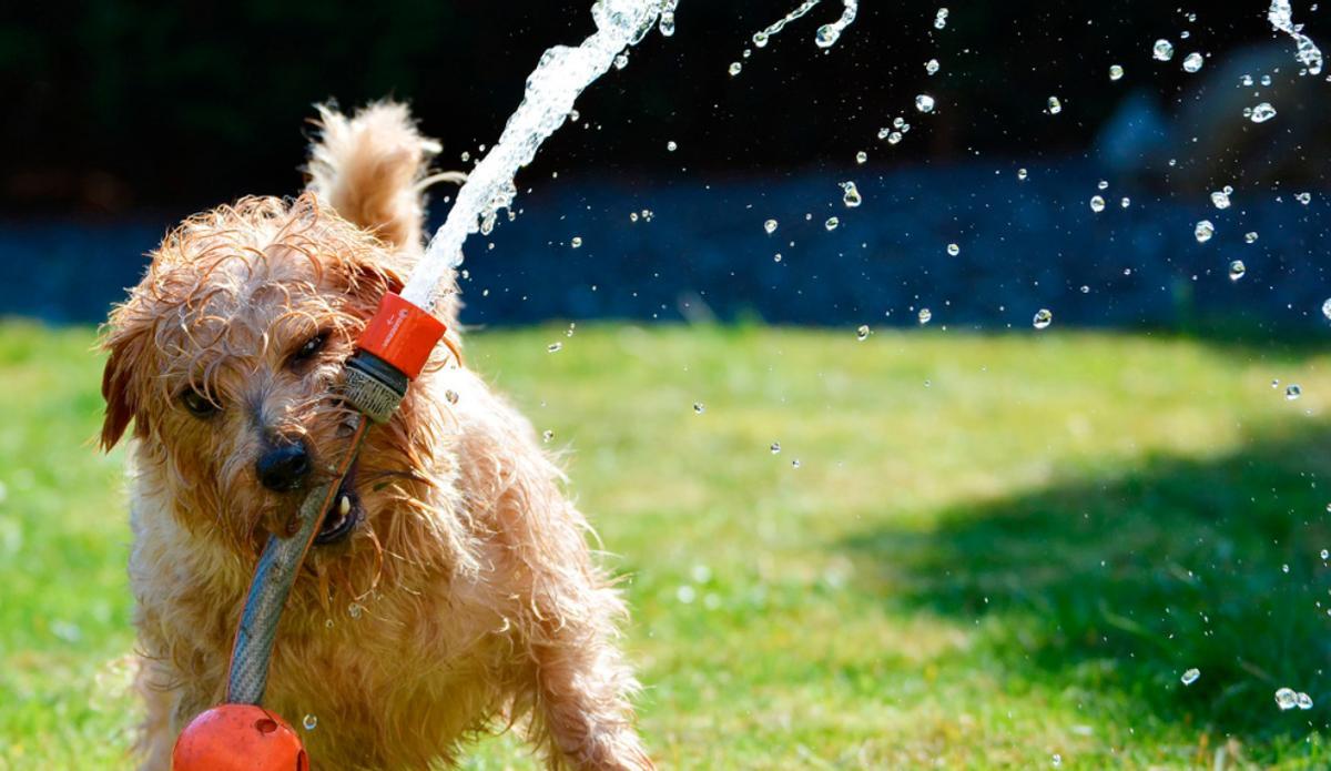 Consejos para mantener a las mascotas protegidas del calor