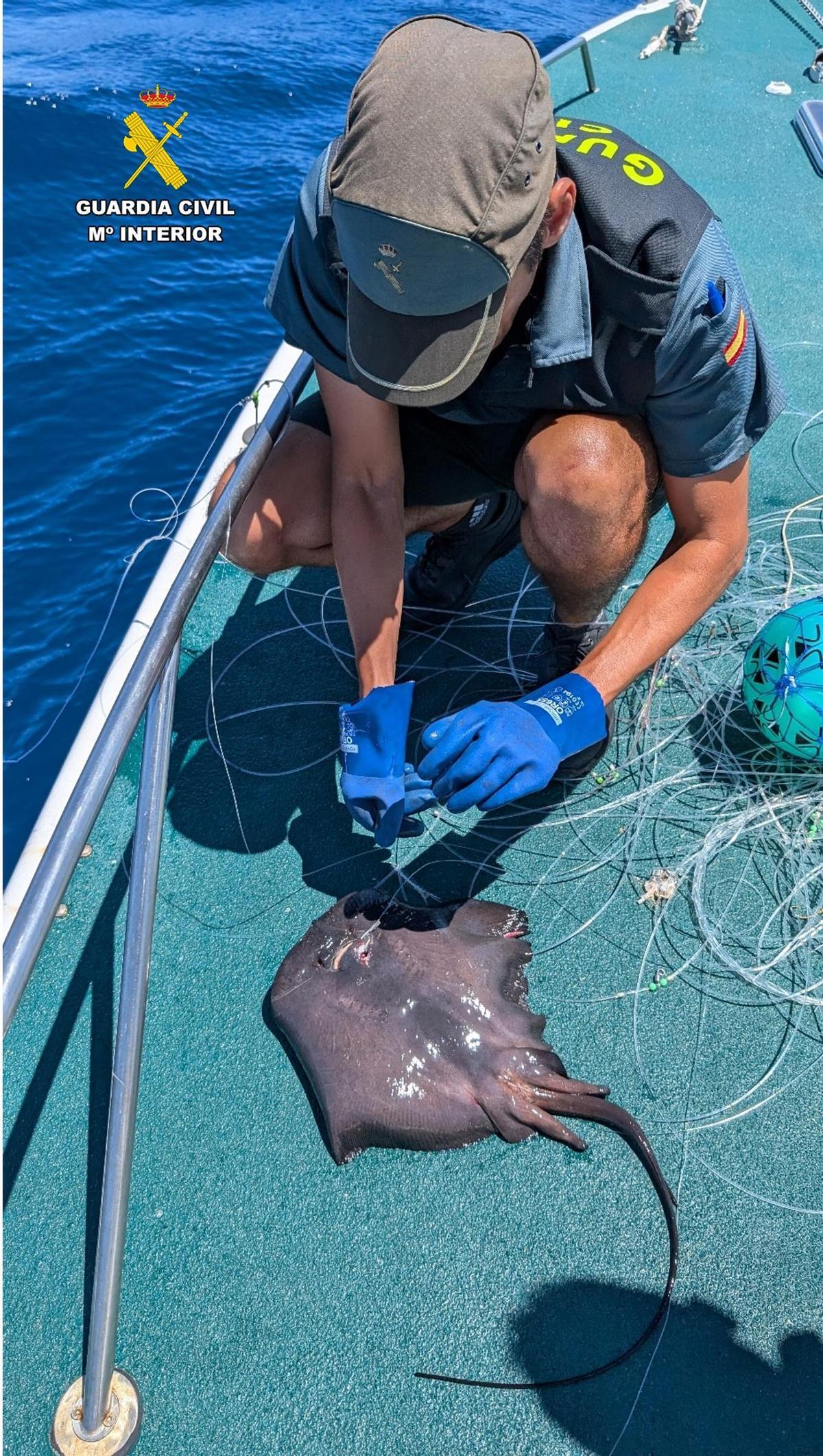 Entre otras especies atrapadas y todavía vivas la Guardia Civil liberó ejemplares de raya