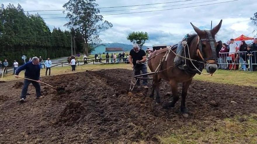 La antigua labranza se exhibe en Llanera