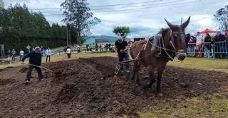 "Chula" da una lección de arado en Llanera: así fue la demostración de antigua labranza de la Feria de San Isidro