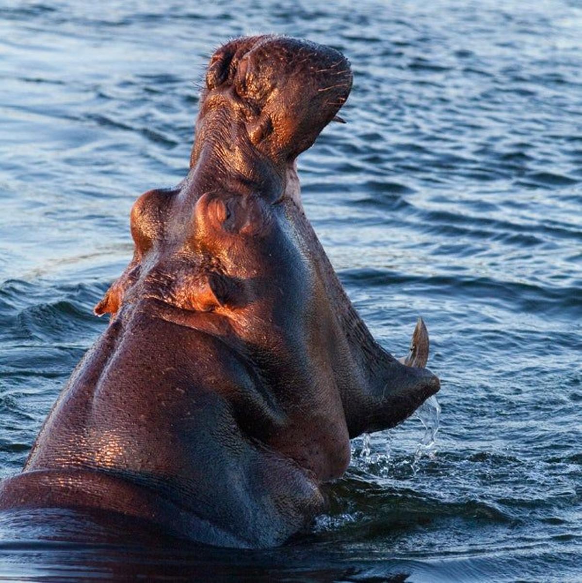 Hipopótamo en el río Zambeze.