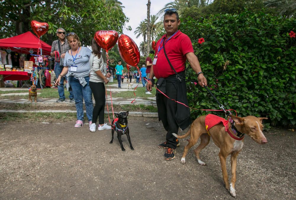 Feria de la adopción de mascotas en Elche