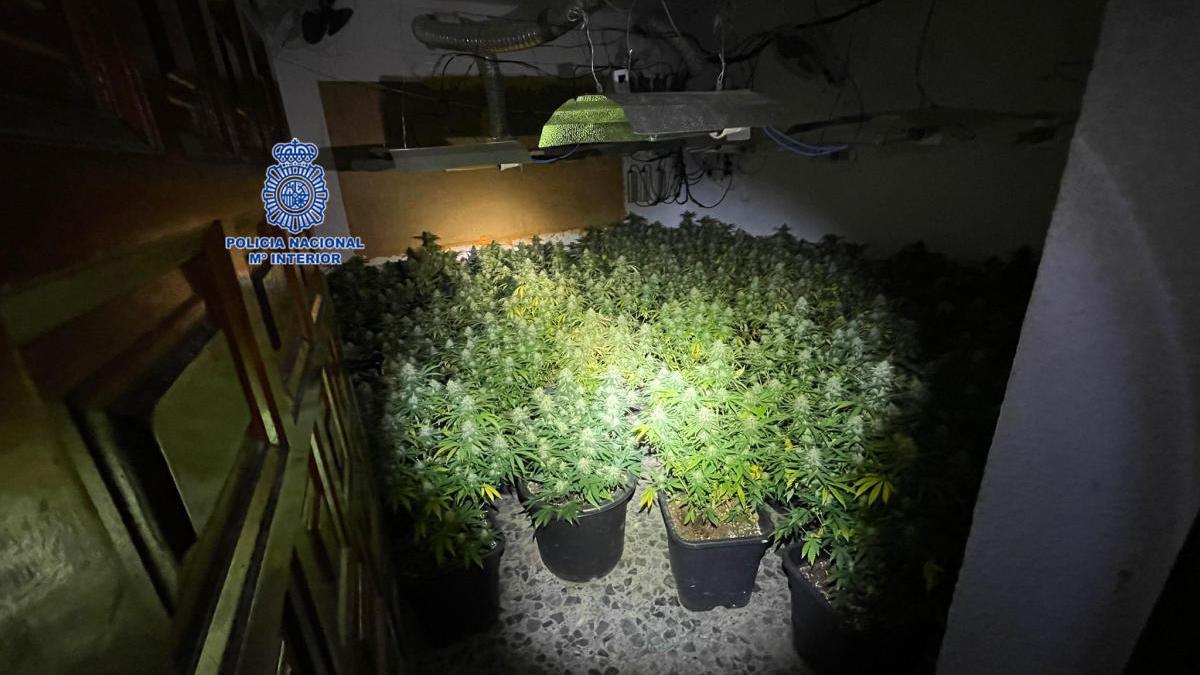 Pillado con 111 plantas de marihuana en cultivo dentro de su casa en Murcia