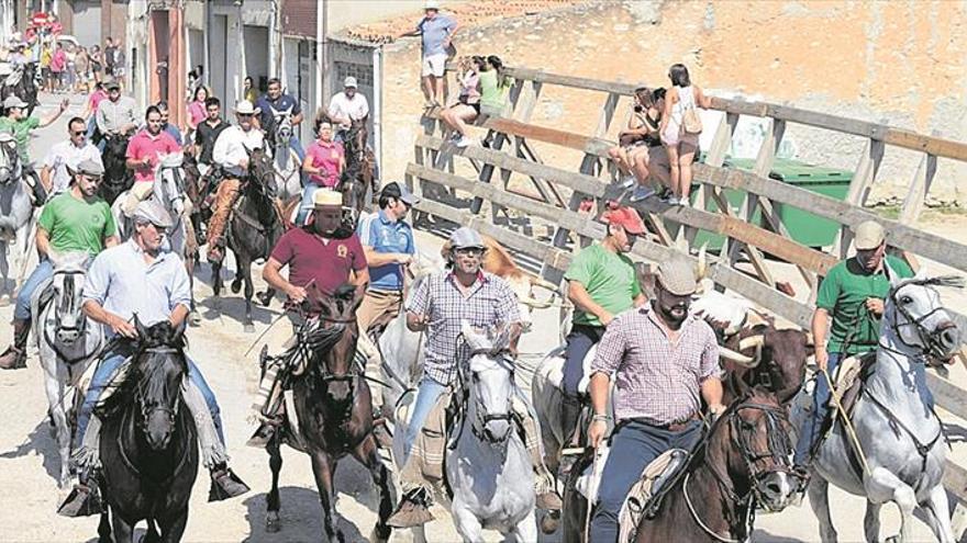 El encierro campero hace vibrar a Alcalà en el penúltimo día de fiesta