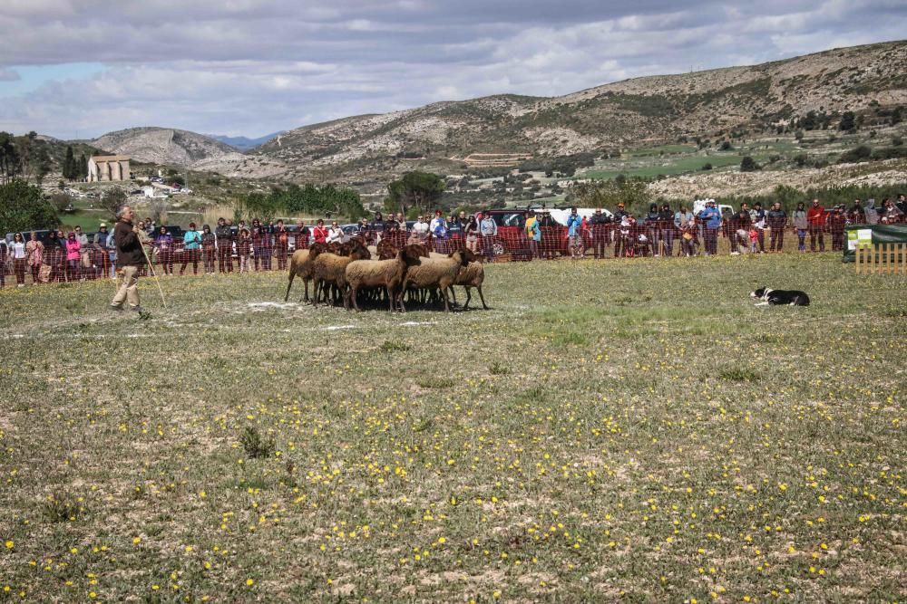 Concurso de perros pastores en Agres