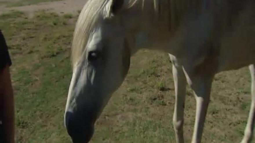 Las denuncias por maltrato animal no encuentran respuesta