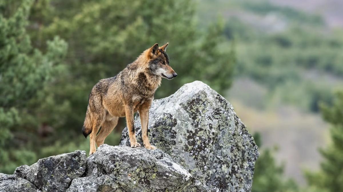 Un lobo ibérico en su medio natural