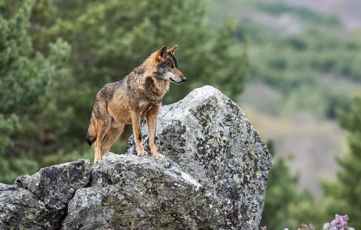 Un lobo ibérico en su medio natural