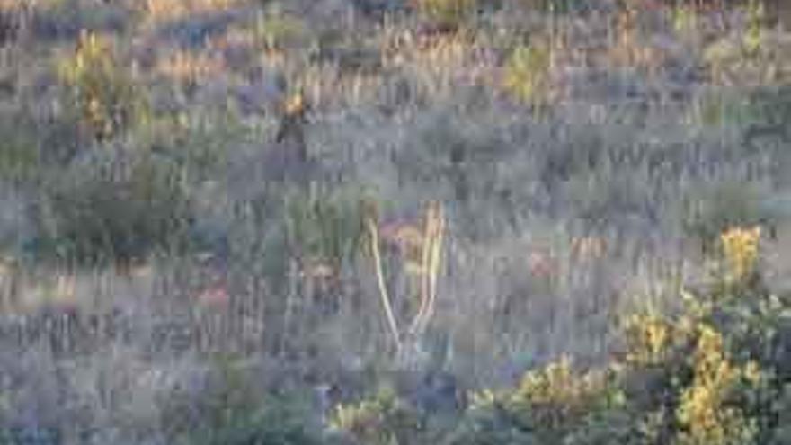 El lince Kentaro fotografiado en un paraje de la provincia de Zamora.