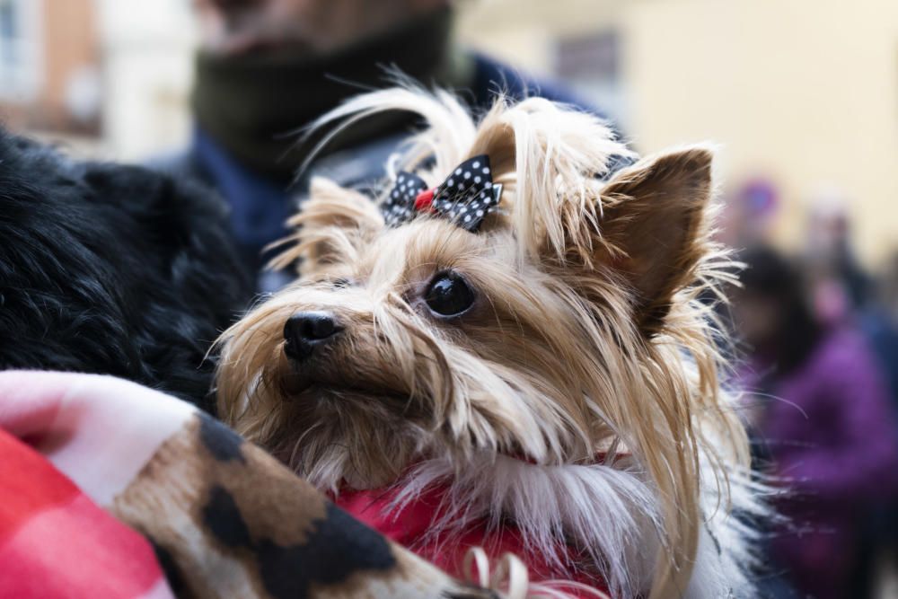 Bendición de animales de San Antón