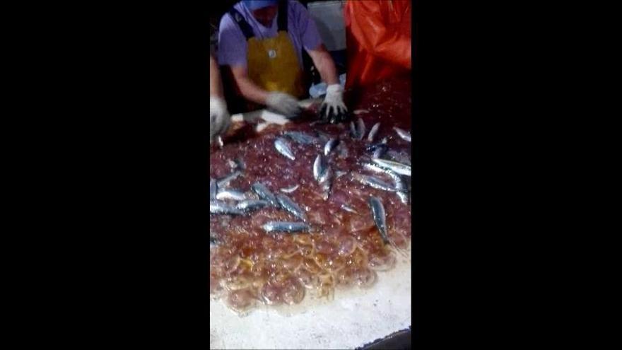 Pescadores afectados por la invasión de medusas