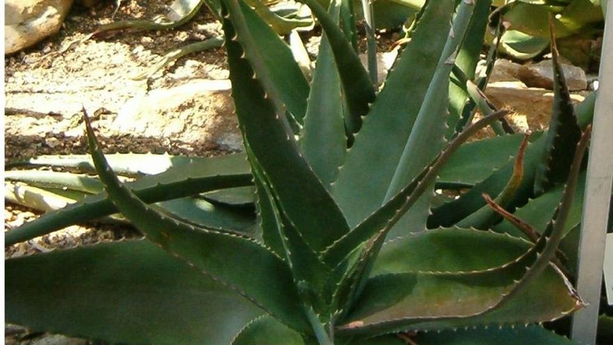 Aloe de vera.