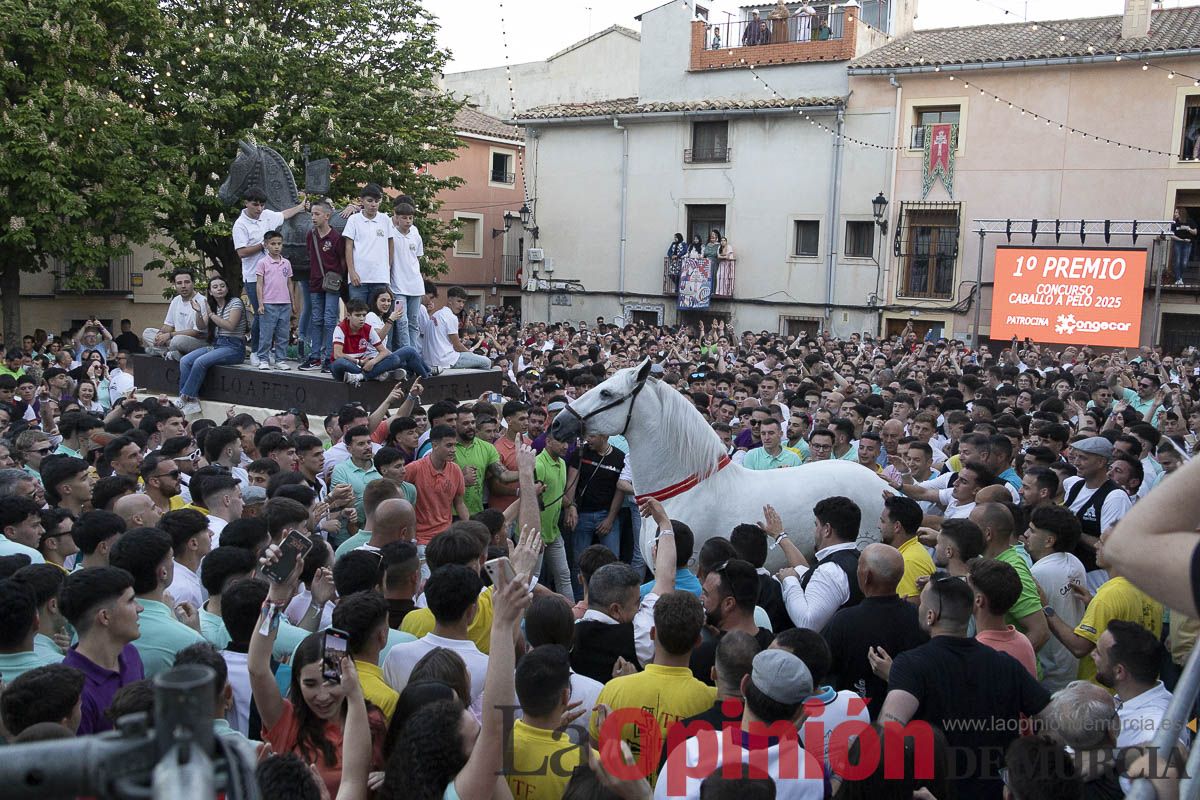 Fiestas de Caravaca | Entrega de premios del concurso morfológico