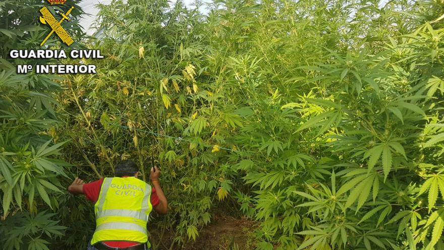 La plantación se encontraba en Salcido // FdV