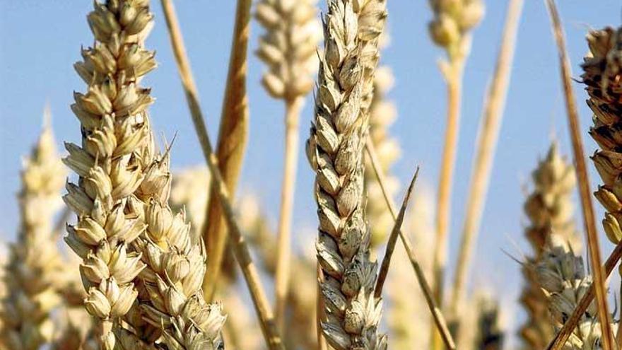 Längst nicht nur in Weizen ist Gluten enthalten