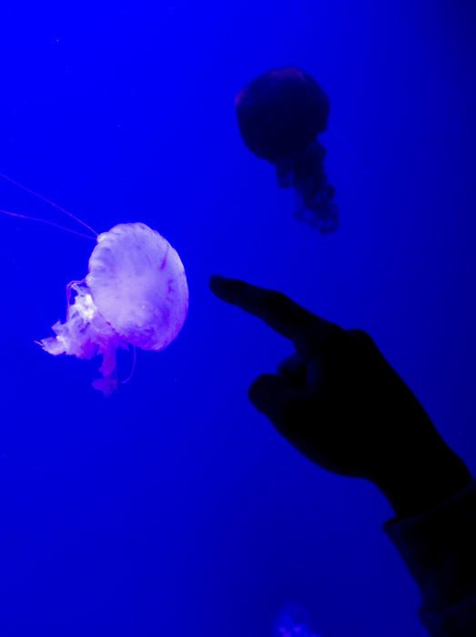 Inauguración de la muestra sobre medusas en el Oceanogràfic de València.