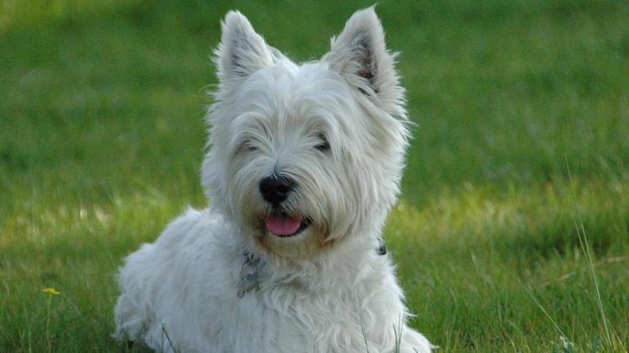 A cara de perro por 'Cachas' - Información